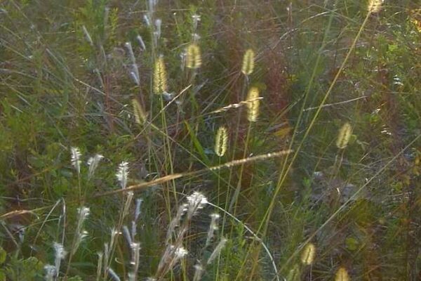 Leslie's Gallery: Gold Grass